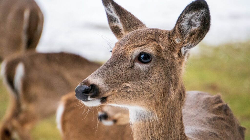 applications-open-for-ontario-s-2023-antlerless-deer-tag-draw-my